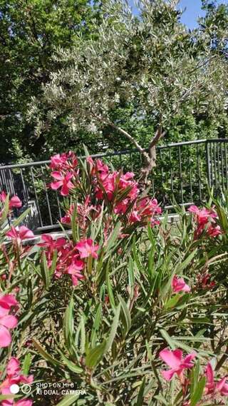 Апартаменты Apartment Jadran Becici 2 Бечичи Апартаменты-10