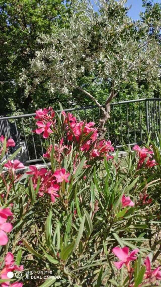 Апартаменты Apartment Jadran Becici 2 Бечичи-52